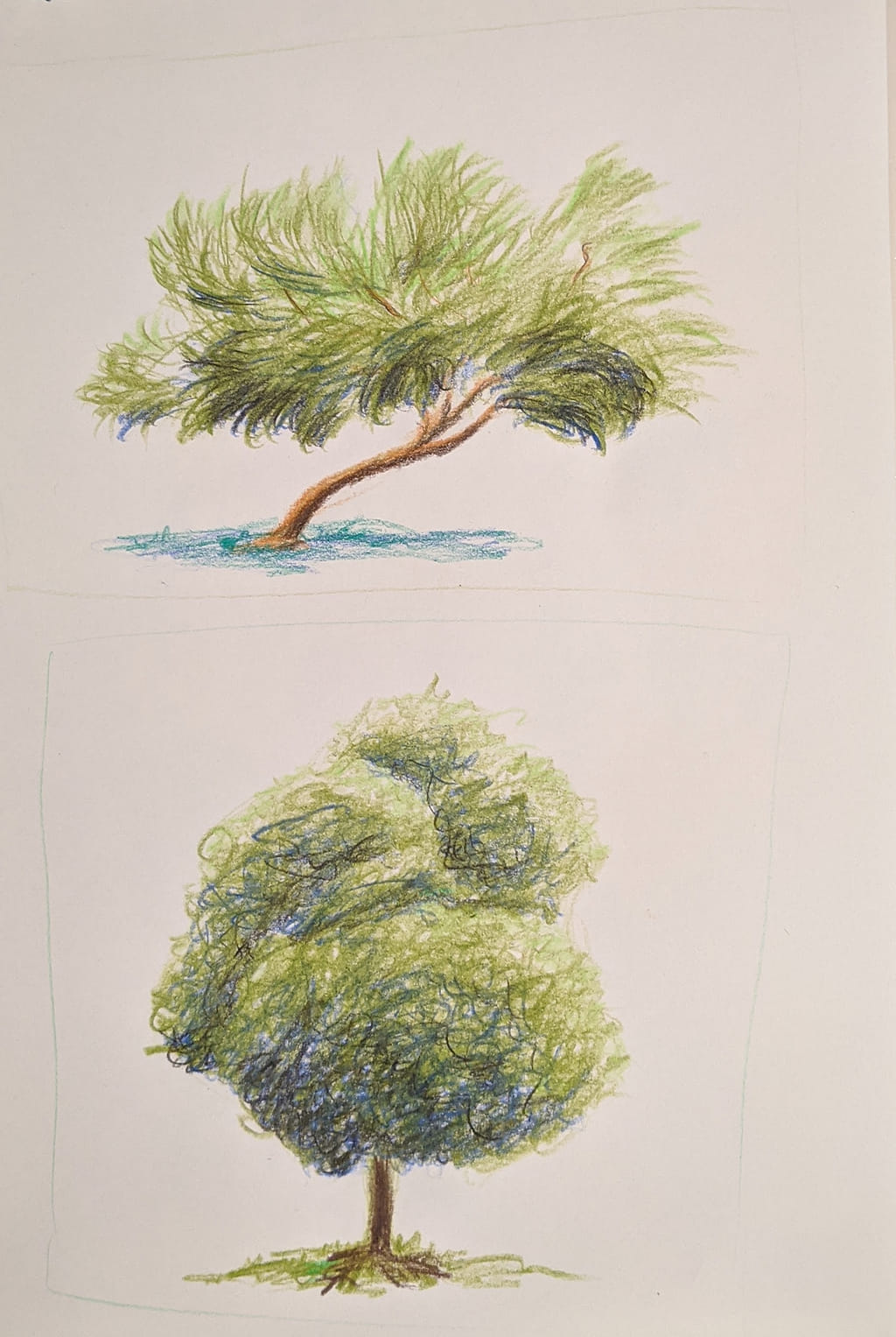 A colored pencil study of two distinct trees, one windswept and the other with a rounded, textured canopy, both exploring the use of blue hues in shadows.