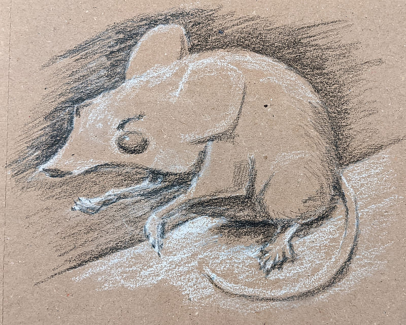 A black and white charcoal drawing on a craft paper of a mouse, poised on its hind legs and reaching forward with its front paw.