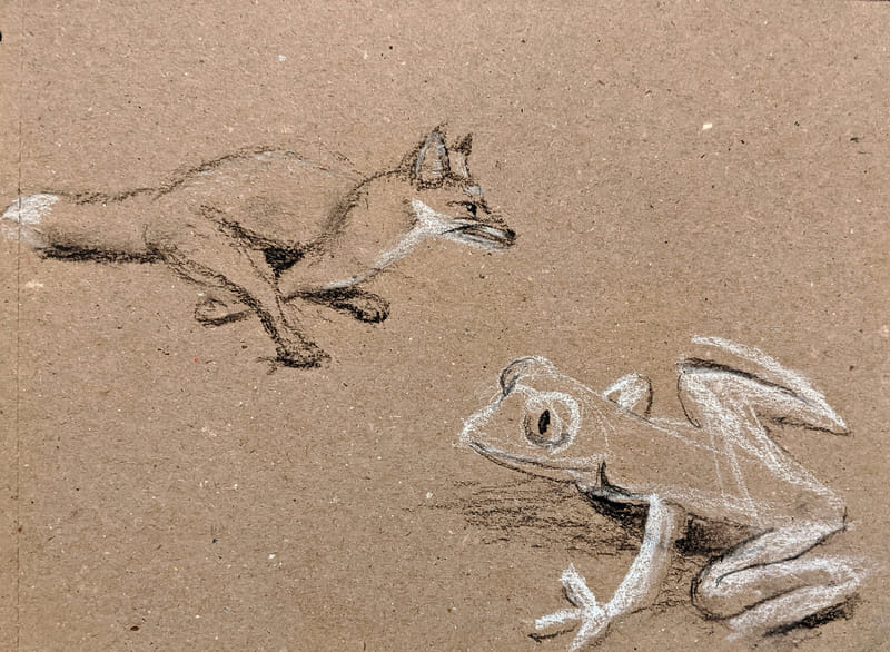 Observational sketches of a fox and a frog on toned paper. The fox is drawn mid-stride, captured with loose charcoal lines, while the frog is shown at rest with simple white highlights.