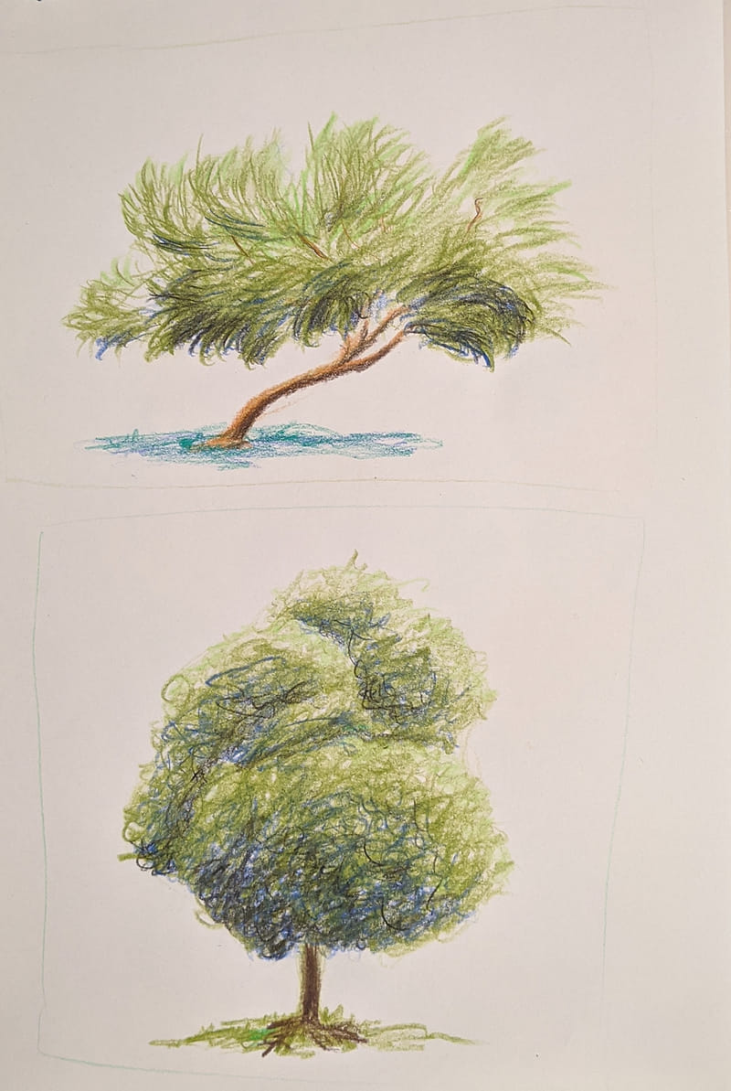 A colored pencil study of two distinct trees, one windswept and the other with a rounded, textured canopy, both exploring the use of blue hues in shadows.