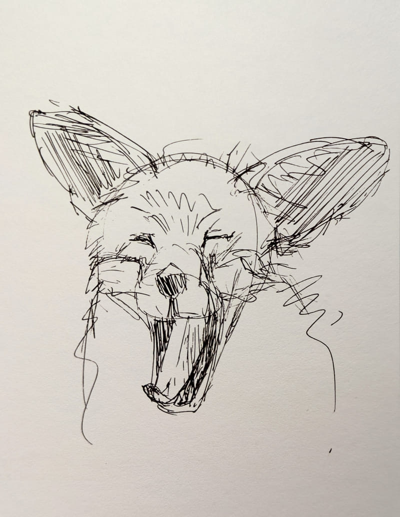A quick, scribbly ink sketch of a fox's head. Its mouth is wide open and its eyes are squeezed shut in a big, satisfying yawn.